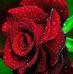 Rose Porter - Facebook
