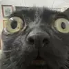 penyu - @prevostrose - TikTok