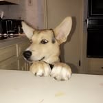 Primm Rose - @primmrosewiker - Instagram