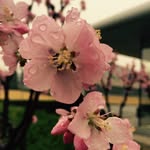 Primm_rose - @primm__rose - Instagram