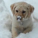Rose Purcell - @animalover192837465 - Instagram