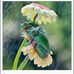 Rose Quick - Facebook