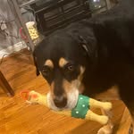 Rose Ramey The Rottie Mix - @rosetherescue_pup - Instagram