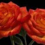Rose Ramsay-Chatman - @faith33619 - Instagram