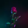 Rose Randle465 - @_.bixh._.dumby._ - TikTok
