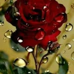 Rose Reams - Facebook