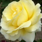 Rose Reams - Facebook