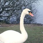 Rose Reece - @reece8830 - Instagram