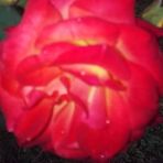 Rose and Ritz inc - Facebook