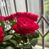 Rose Rivers - @rose0206rivers - TikTok