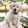 Roarks_Royal_Rose_Pups - @roarks_royal_rose - TikTok