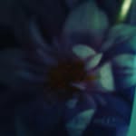 Rose Roberson - @roberson_rose - Instagram