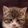 user1139303681231 - @roserobidoux - TikTok