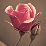 Rose Rolley - @roseroller - Instagram