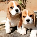 Romeo Rose - @rose_romeo_rose - Instagram