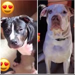 Rose & Romeo - @rose._.romeo - Instagram