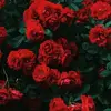 RoseRomeo379 - @roseromeo379 - TikTok