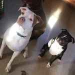 Rose&Romeo - @rose.x.romeo - Instagram