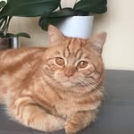 🐱Rose&Romeo🐱 - @two.babycats - Instagram