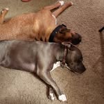 Rose Rossiter - @happyhowlz.by.rose - Instagram
