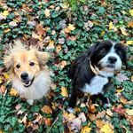 Rosa and Ruggles - @rosa.and.ruggles - Instagram