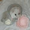 Rose russian hamster - @rose.russian.hams - TikTok