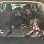 Dalilah + Samson + Rosie - @3_greatdanes - Instagram