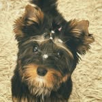 Rose Meggie Lee Schmitz - @souameggie - Instagram