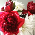 rosy - @roseschulerm - Instagram