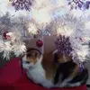 rosemaryschusterm - @rosemaryschusterm - TikTok