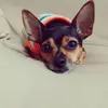 user8701925188563 - @roseschuster2808 - TikTok