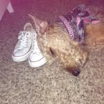 Bella Rose Scully - @bella_rose_spam - Instagram
