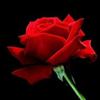 rosesears80 - @rosesears80 - TikTok