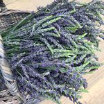 Rose Seaton - @lavendermeadowfarm - Instagram