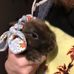 Rose Shaver - @rosehathorn - Instagram