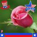 Rose Shaver - Facebook