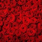 Rose Shaverdian - @roseshaverdian - Instagram