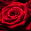 rose - @rosesidhu16 - TikTok