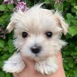 Rose Sidhu - @rosesidhu11 - Instagram