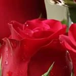 rose❤️rose - @rose__sidhu0331 - Instagram