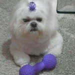 Rose Silverio - @silverio.rose - Instagram