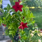 Rose Simard - Facebook