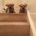Rose Simmonds - @rosesimmonds51 - Instagram