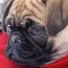 Rose Simpson - @rose.simpson0 - TikTok