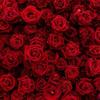 Rose_Singer - @rose_singer_ - TikTok