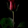 Rose Singer🌹 - @unknown.rosesinger - TikTok