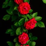 @rose_song_videos - Instagram