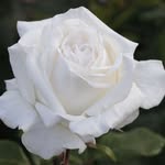 Rose_Spikes_ - @rose_spikes_queen - Instagram