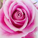 Squire Rose Studio - @squirerosestudio - Instagram