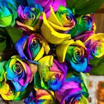 Rose Staats - @rosestaats - Instagram